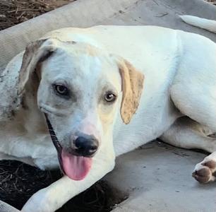 Cinderella, Crossbreed, young, available for adoption