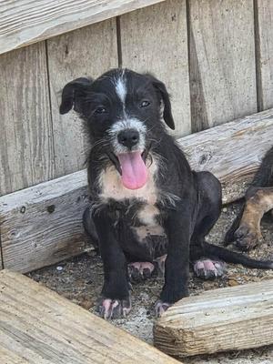 A black and white puppy with a pink tongue sticking out, sitting on a wooden surface.