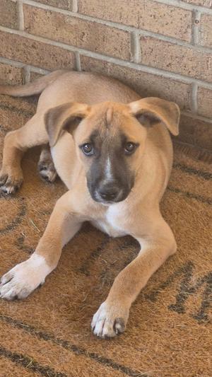 Battle, Crossbreed, puppy, available for adoption