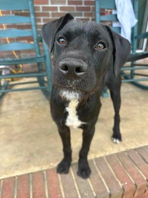 Charlie Jake, Crossbreed, young, available for adoption