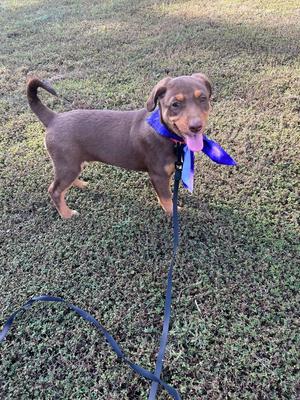 Ginger, Crossbreed, young, available for adoption