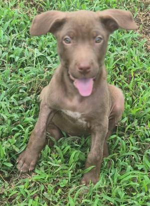 Hoot, Crossbreed, puppy, available for adoption