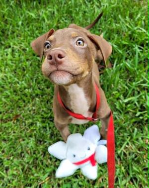 Cindy, Crossbreed, puppy, available for adoption