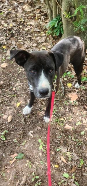 Carrie, Crossbreed, adult, available for adoption