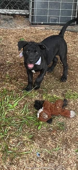 Cererus, Crossbreed, puppy, available for adoption
