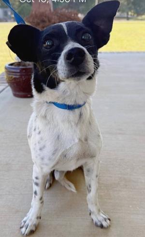 Flip, Crossbreed, adult, available for adoption