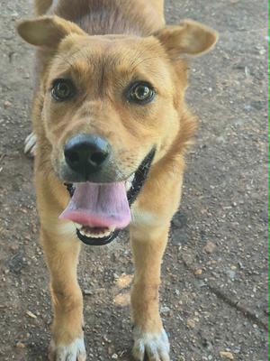 A brown dog with a black nose and floppy ears is standing on a dirt ground, looking directly at the camera with its mouth open and tongue out.