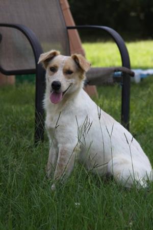 Dolly, Crossbreed, young, available for adoption