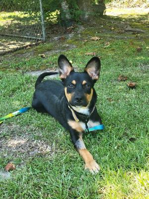 A black and tan dog with pointed ears lying on grass, wearing a blue collar and leash.