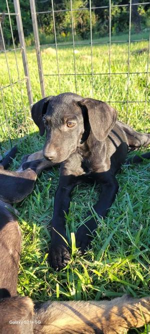 Evangeline, Crossbreed, puppy, available for adoption