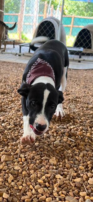 Cyclops, Crossbreed, puppy, available for adoption