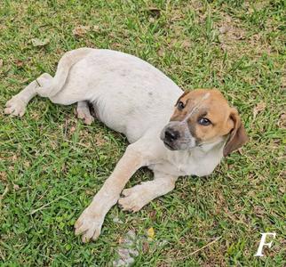 Flint, Crossbreed, young, available for adoption