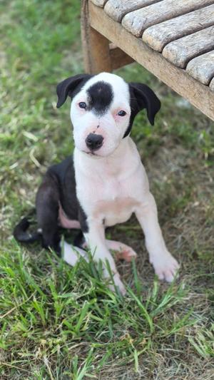 Chirp, Crossbreed, puppy, available for adoption