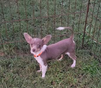 Elle Bean, Chihuahua, puppy, available for adoption