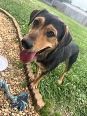 Hershey Kiss, Crossbreed, young, available for adoption