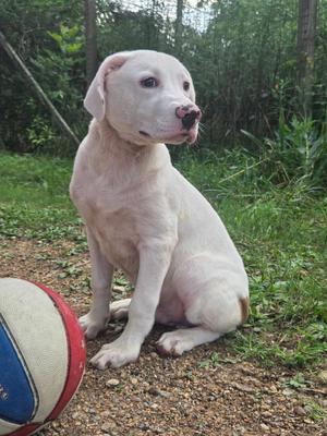 Deere, Crossbreed, puppy, available for adoption