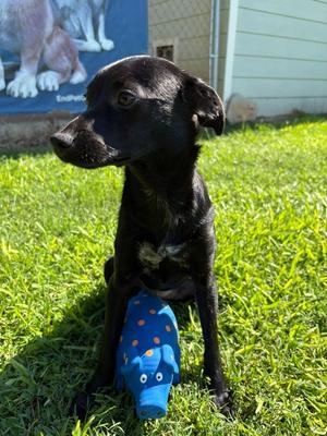 Blossom, Crossbreed, young, available for adoption