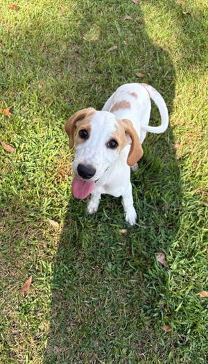 Billy Bob, Crossbreed, puppy, available for adoption