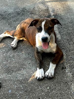Almond joy, Crossbreed, puppy, available for adoption