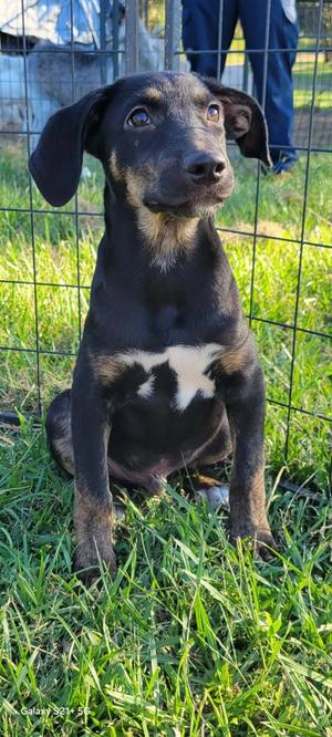 Boudreaux, Crossbreed, puppy, available for adoption