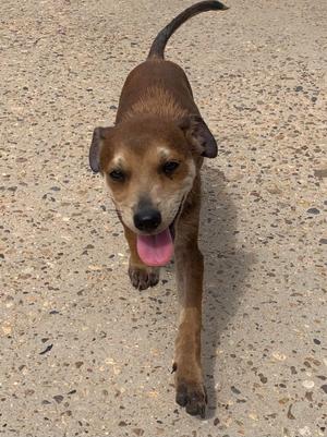 A brown dog with floppy ears and a wagging tail is walking on a concrete surface. Its tongue is out, and it appears to be happy and playful.