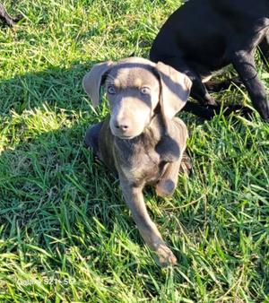 Delphine, Crossbreed, puppy, available for adoption