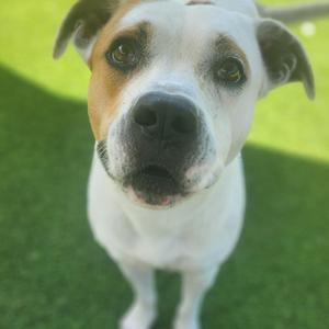 Teton, Boxer, adult, available for adoption