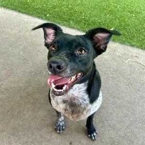 Juniper, Border Collie, adult, available for adoption