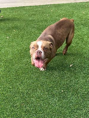 A brown and white dog with a pink tongue sticking out, standing on green artificial grass.