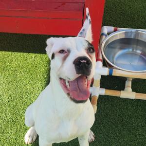 Cherry, Great Dane, puppy, available for adoption