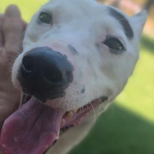 Close-up of a white dog with black spots on its face, smiling with its tongue out.