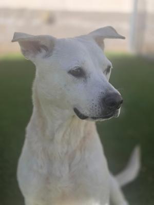 A white dog with perked ears and a black nose, standing on a grassy field.