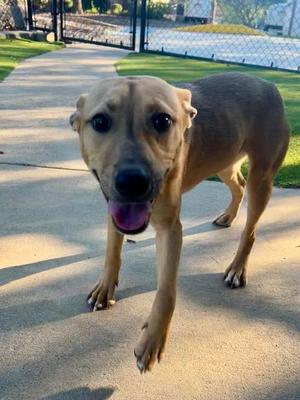 Maggie, Terrier, adult, available for adoption