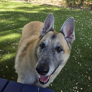 A German Shepherd dog with a light brown and black coat, standing on a grassy lawn with its mouth open and tongue out, looking up at the camera.