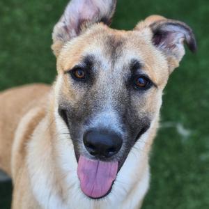 Wonton, Husky, young, available for adoption