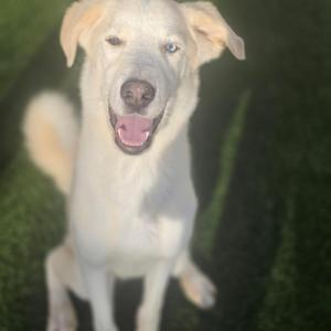 Vanilla, Husky, adult, available for adoption