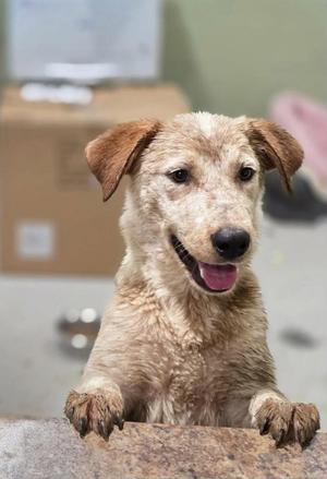 A light brown dog with floppy ears and a black nose is sitting on a stone surface, looking directly at the camera with its mouth open and tongue out. The background is slightly blurred, showing some cardboard boxes and a metallic object.