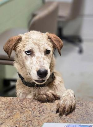 A dog with a mottled coat and blue eyes, wearing a black collar, resting its paws on a countertop.