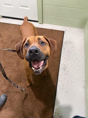 Betsy, Boxer, adult, available for adoption