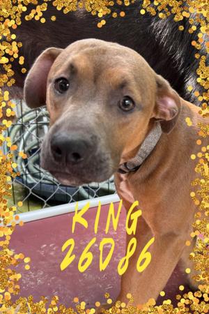 King, Pit Bull Terrier, young, available for adoption