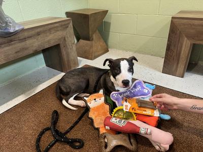 Captain, Pit Bull Terrier / Australian Cattle Dog / Blue Heeler, young, available for adoption