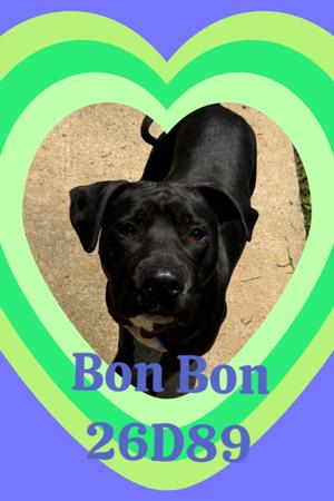 Bon Bon, Cane Corso, adult, available for adoption