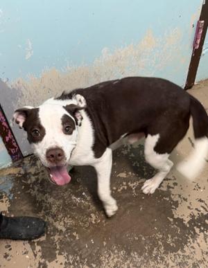 Fergus, Pit Bull Terrier, young, available for adoption