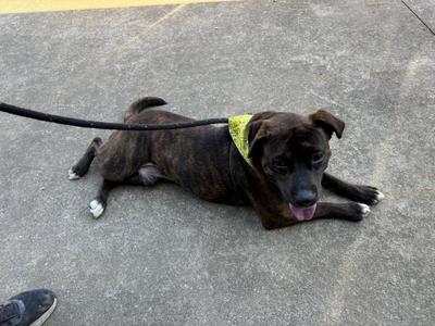 Atticus Finch, American Staffordshire Terrier / Pit Bull Terrier, adult, available for adoption