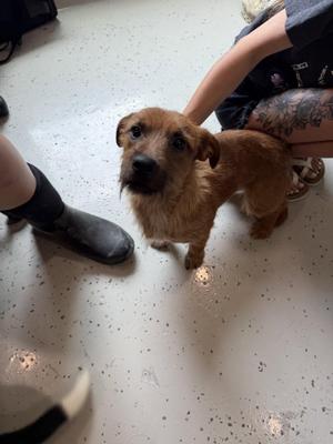 Harry Potter, Terrier, adult, available for adoption