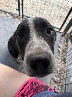 Meila, Pointer, young, available for adoption