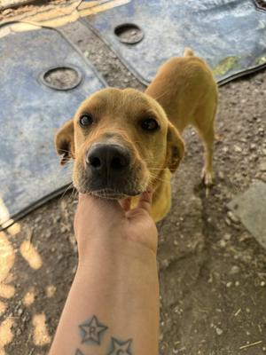 Jabarkus, Labrador Retriever, adult, available for adoption