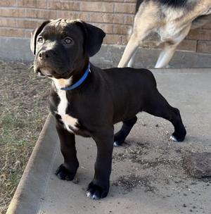 Alto, Pit Bull Terrier / American Bulldog, puppy, available for adoption
