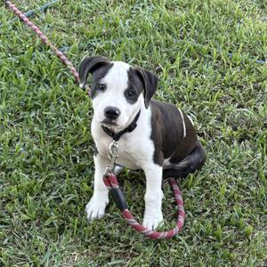 Rhythm, Pit Bull Terrier / American Bulldog, puppy, available for adoption