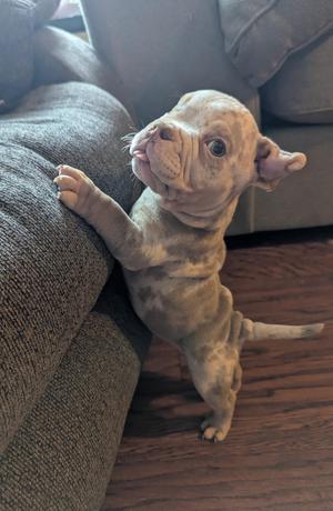 A small, light-colored puppy standing on its hind legs, with its front paws resting on a couch. The puppy has a wrinkled face and large ears, and it is looking upwards. The background includes a gray couch and a wooden floor.